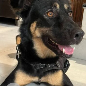 Found: Black and Brown Male Indie Dog from Pitampura, Delhi