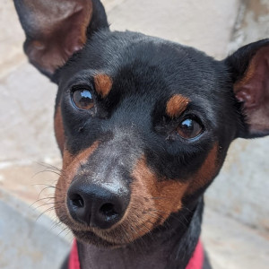 Missing: Black and Brown Male Miniature Pinschers Dog from Golden temple, Manikonda,  Hyderabad