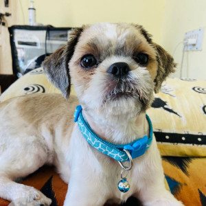 Missing: White-Brown Mix Female Shih Tzu Dog from Matthikere HMT Layout 4th Cross