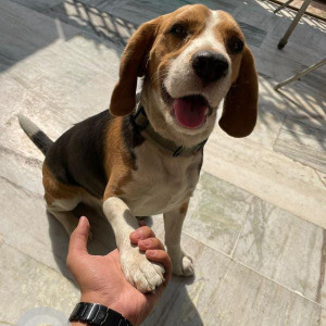 Missing: Black and Brown Male Beagle Dog from Bhagwanpur lanka