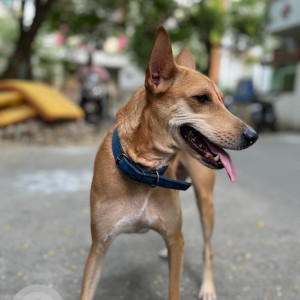 Missing: Brown Female Indie Dog from Ayapakkam, Ezhil nagar