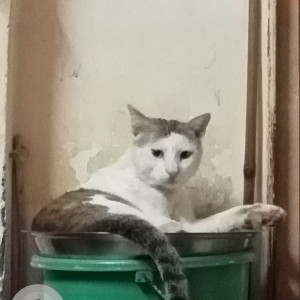 Missing: White and Grey Male Indie Cat from Joseph Patel Wadi, Seven Bunglows, Andheri West Mumbai