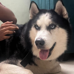 Missing: Black and White Male Husky Dog from Ayyappa society, Madhapur - Hyderabad