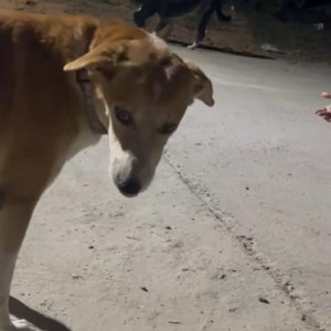 Missing: White-Brown Mix Female Indie Dog from Freedom fighter, Enclave Gate no 1, Saket IGNOU road