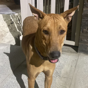 Missing: Brown Male Indie Dog from Bellandur Oil India Petrol Pump