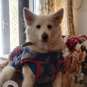 Missing: White Female Pomeranian Dog from District Park Rohini Sector 16