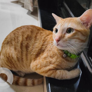 Missing: Orange Male Indie Cat from Paradise CHS, Nilgiri Marg, Sector - 21, Nerul, Navi Mumbai