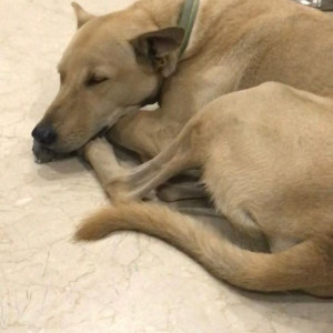 Missing: Brown Male Indie Dog from Rajouri garden, New Delhi