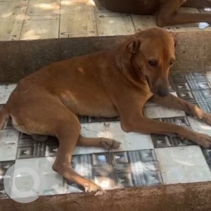 Missing: Brown Male Indie Dog from ARAS shelter,  Thane