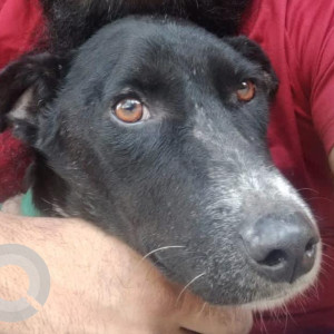 Missing: Black and White Male Indie Dog from Khyala Vishnu garden