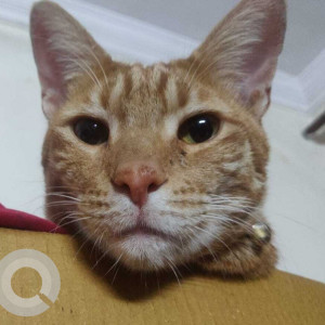 Missing: Brown Male Indian Ginger Cat Cat from G block, Ayanagar, Delhi