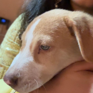 Missing: Brown Male Indie Dog from Aksa village, Madh
