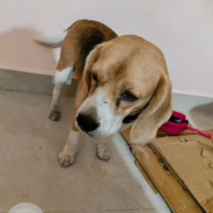 Found: White-Brown Mix Female Beagle Dog from Hosapalaya main road, HSR layout