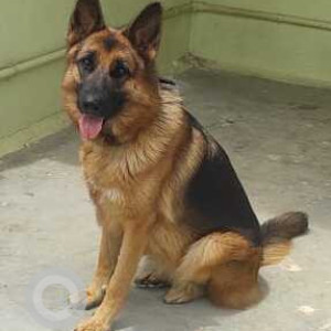Missing: Black and Brown Female German Shepherd Dog from MV layout 8th block, Muddinpalya