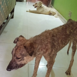 Missing: Black and Brown Female Indie Dog from sector 26, Noida