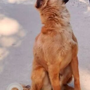 Missing: Brown Male Indie mix Dog from MD Block, Pitampura