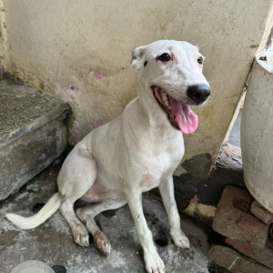 Missing: White Male Indie Dog from Sriniwaspuri near Lajpat nagar