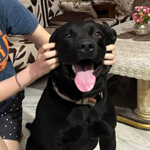 Missing: Black Male Labrador Dog from Uttam Nagar West