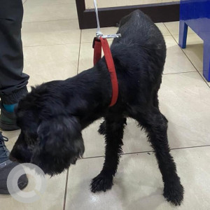 Missing: Black Male Cocker Spaniel Dog from Industrial Area Phase II, Mayapuri, New Delhi