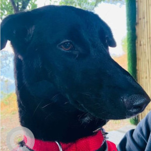 Missing: Black Female Indie Dog from Kaveri Apartments, Alakananda, Delhi