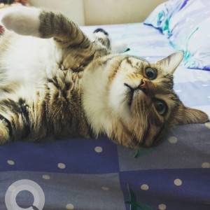 Missing: White and Grey Male Indie Cat from Govindapura near crescent harmony apartment