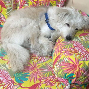 Missing: White Male Lhasa Apso mix Dog from Bibinagar