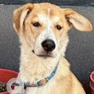 Missing: White-Brown Mix Male Indie Dog from Station Road Delhi Cantt