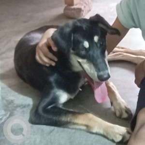 Missing: Black and White Female Gaddi Dog from Model Shop, Sector-53, Noida
