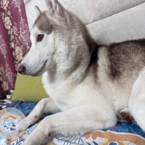 Missing: White-Brown Mix Male Husky Dog from Palam Flyover, Rashi Apartments, Sector 7 Dwarka