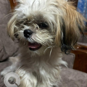 Missing: White and Grey Female Shih tzu Dog from Jagat Ram Park, Laxmi nagar