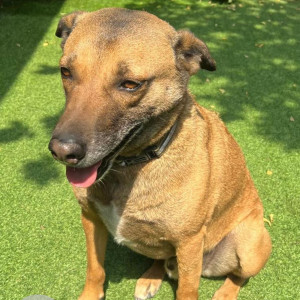 Missing: Brown Male Indie Dog from S -521 gk2 near Don bosco school