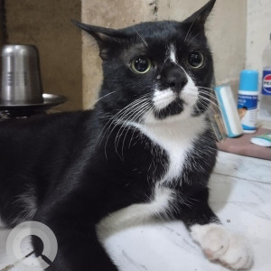 Missing: Black and White Male Indie Cat from Devkinandan building Thapar Motors