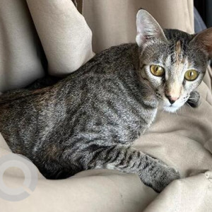 Missing: White and Grey Female Indie Cat from CU Block Pitampura