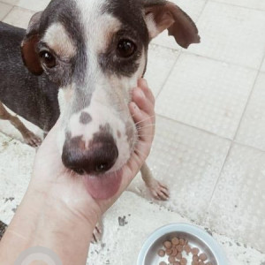 Found: Black and Brown Female Indie Dog from Seawoods,  Navi Mumbai