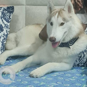 Missing: White and Grey Male Husky Dog from Palam fly, Rashi Apartments,  Sector 7, Dwarka