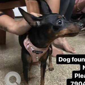 Found: Black and Brown Female Miniature Pinschers Dog from Stella Maris college