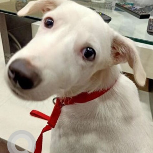 Missing: White Female Indie Dog from Senapati Bapat Marg, Mahim