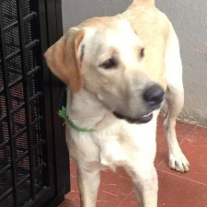 Found: White Male Labrador Dog from Cafe Rome, Sahakarnagar