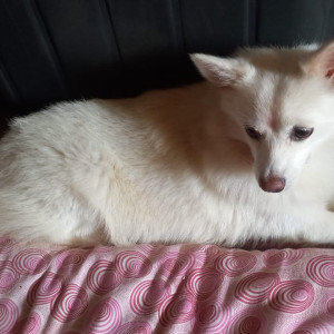 Found: White Female Pomeranian Dog from Sector 23 ulwe,Near MSEDCL office