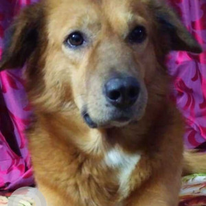 Missing: Brown Male Gaddi Dog from Sector 16, Rohini, Delhi