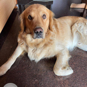 Missing: Golden Male Golden Retriever Dog from Near Hulimavu Krishna layout