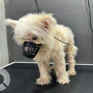 Found: White Male Lasha Apsho Dog from Madhapur 100 ft road, Hyderabad