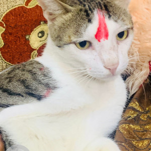 Missing: White and Grey Male Indie Cat from Koliwada Gaon, Kasarvadavali, Thane