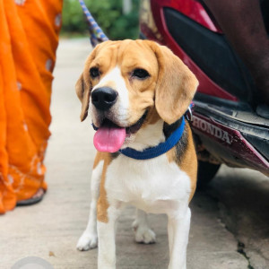 Missing: White-Brown Mix Male Beagle Dog from Road no 5 new Balaji nagar meerpet Hyderabad