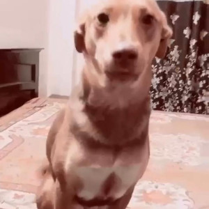 Missing: White-Brown Mix Female Indie Dog from Gandhi colony, ward number-3, Mehrauli, New Delhi