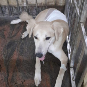 Missing: Brown Female Indie Dog from Tughlakabad Extension near DDA flats kalkaji ( south delhi), New Delhi