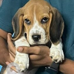 Missing: White-Brown Mix Male Beagle Dog from Vijayawada Labour Colony