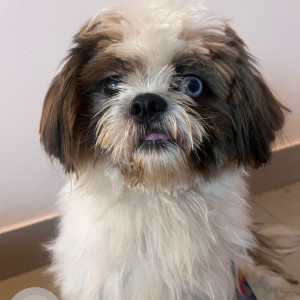 Missing: White Male Shihtzu Dog from Shanti Nagar bengaluru