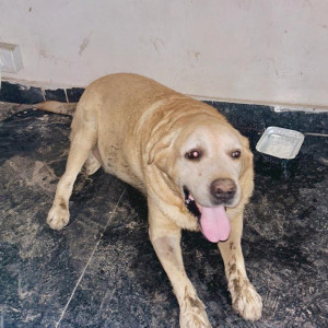 Found: Golden Male Labrador Dog from Chhatarpur main road
