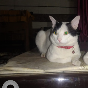 Missing: Black and White Male Indie Cat from Bindapur extension uttam nagar near target education